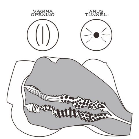 LoveToy - Boys of Toys Sp. z o.o. (dystrybutor) Streetgirl's #7
