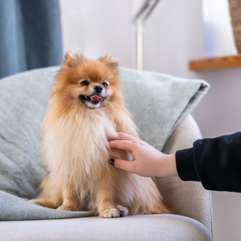 ADDVENA POWER OF NATURE dla starszych psów małych ras 2,5kg